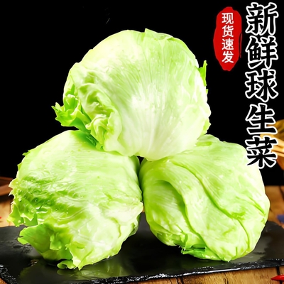 球生菜新鲜西生菜西汉堡包专用生菜球包邮沙拉蔬菜食材球形生菜