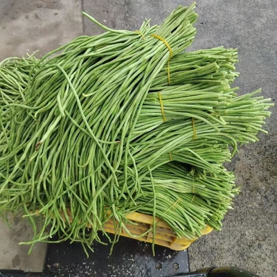 长豆角当季新鲜农家长豇豆脆嫩新鲜产地直发不鼓籽嫩豆角脆嫩